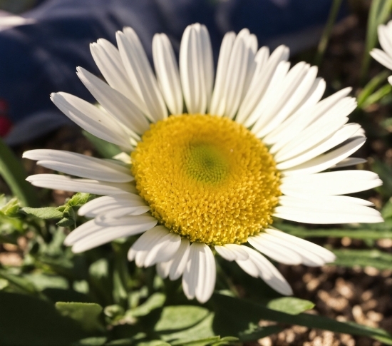 Flower, Plant, Petal, Chamaemelum Nobile, Annual Plant, Flowering Plant