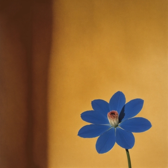 Flower, Plant, Sky, Petal, Wood, Pedicel