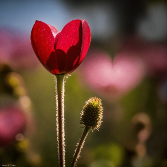 Flower, Plant, Petal, Cloud, Sky, Natural Landscape