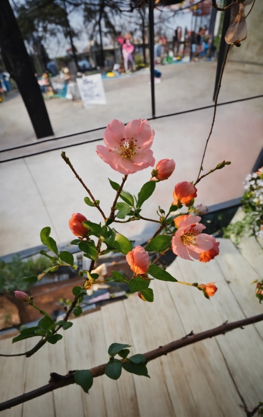 Flower, Plant, Petal, Orange, Window, Flower Arranging