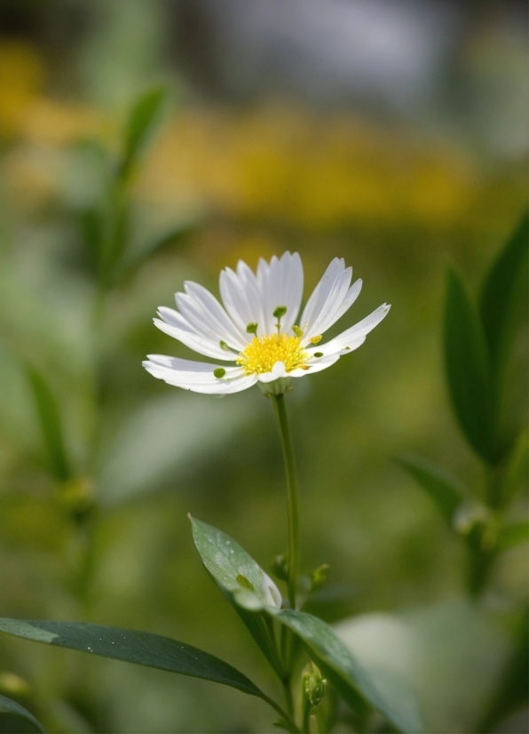 Flower, Plant, Petal, Grass, Herbaceous Plant, Flowering Plant