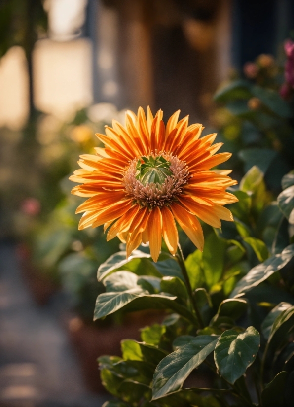 Flower, Plant, Petal, Orange, Annual Plant, Flowering Plant