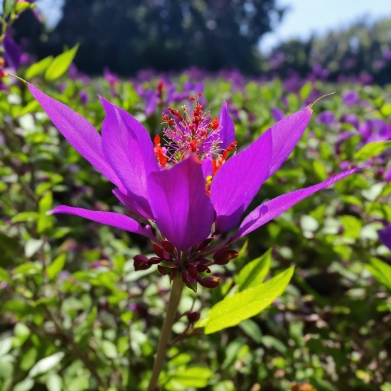 Flower, Plant, Petal, Purple, Botany, Terrestrial Plant