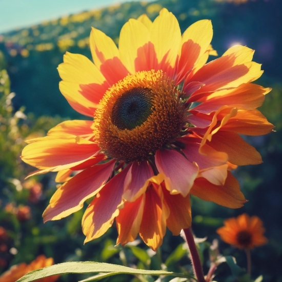 Flower, Plant, Sky, Botany, Petal, Sunlight