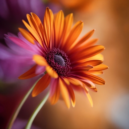 Flower, Plant, Sky, Petal, Annual Plant, Herbaceous Plant