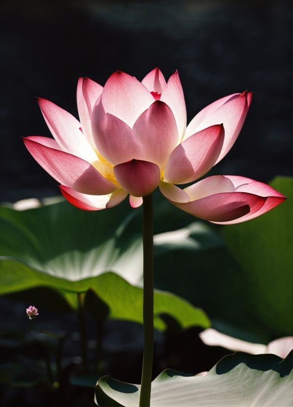 Flower, Plant, Lotus, Botany, Nature, Leaf