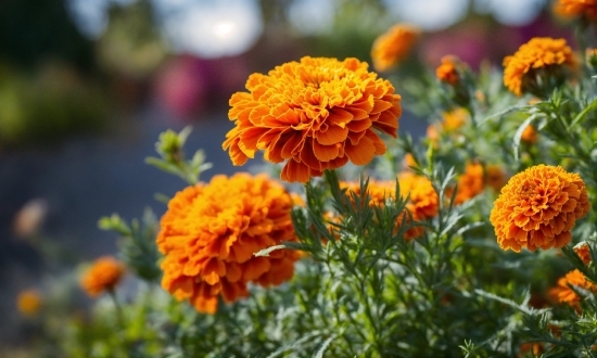 Flower, Plant, Botany, Nature, Petal, Orange