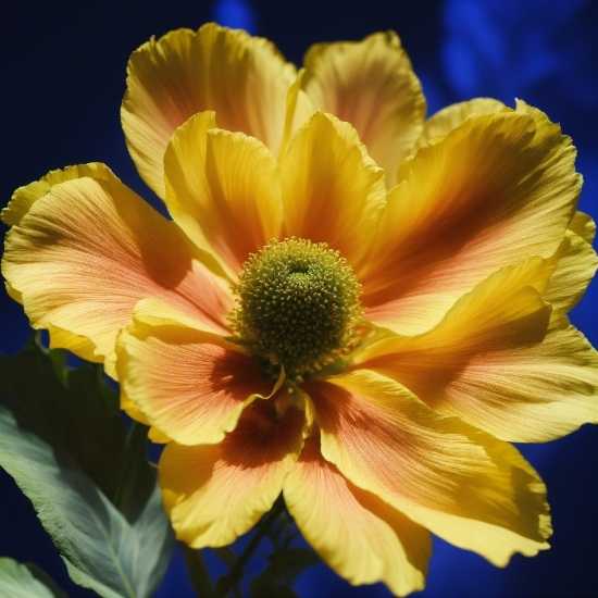 Flower, Plant, Nature, Petal, Sunlight, Annual Plant