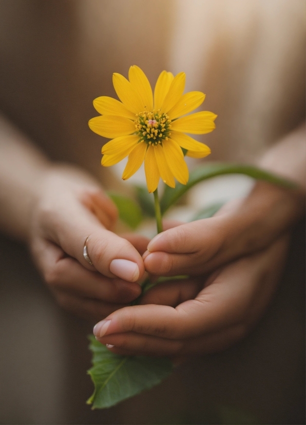 Flower, Hand, Plant, Petal, Gesture, Finger