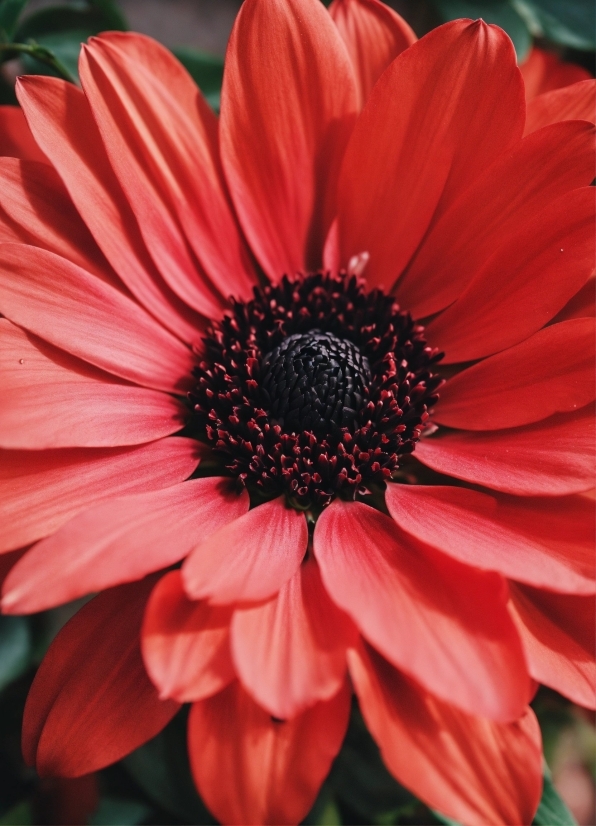 Flower, Plant, Petal, Pink, Flowering Plant, Groundcover