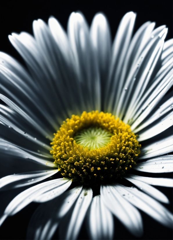 Flower, Plant, Petal, Sky, Water, Annual Plant