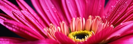 Flower, Plant, Light, Petal, Red, Magenta