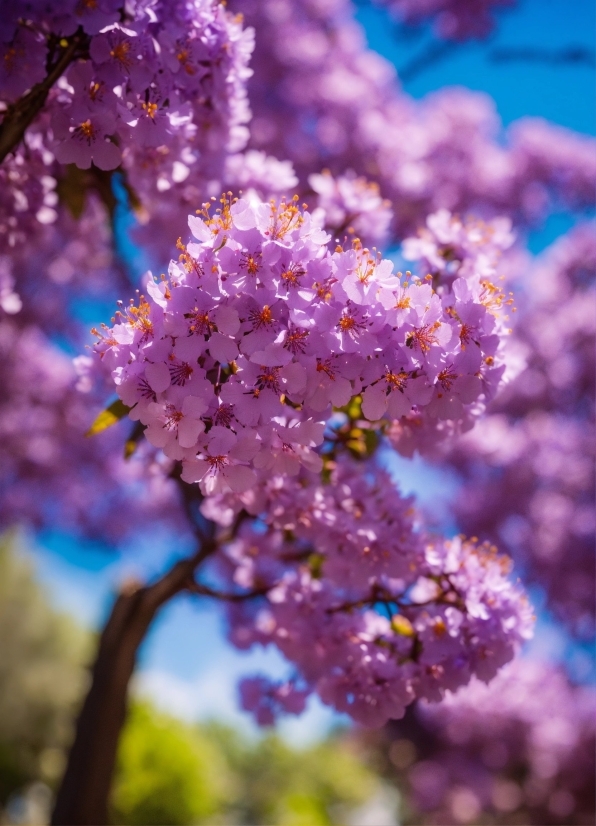 Flower, Plant, Purple, Petal, Branch, Pink