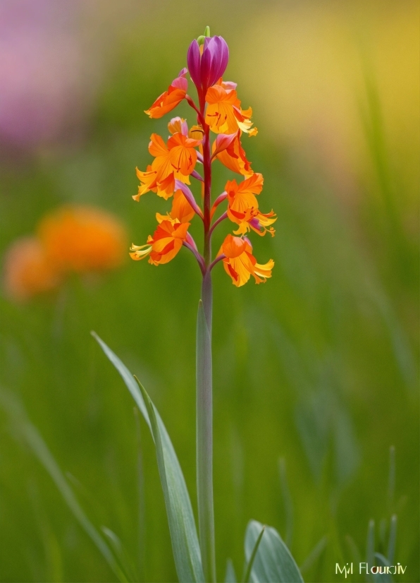 Flower, Plant, Petal, Terrestrial Plant, Grass, Flowering Plant