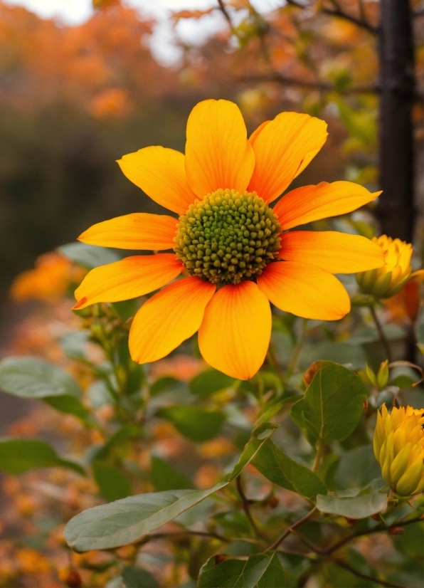 Flower, Plant, Natural Environment, Petal, Orange, Biome