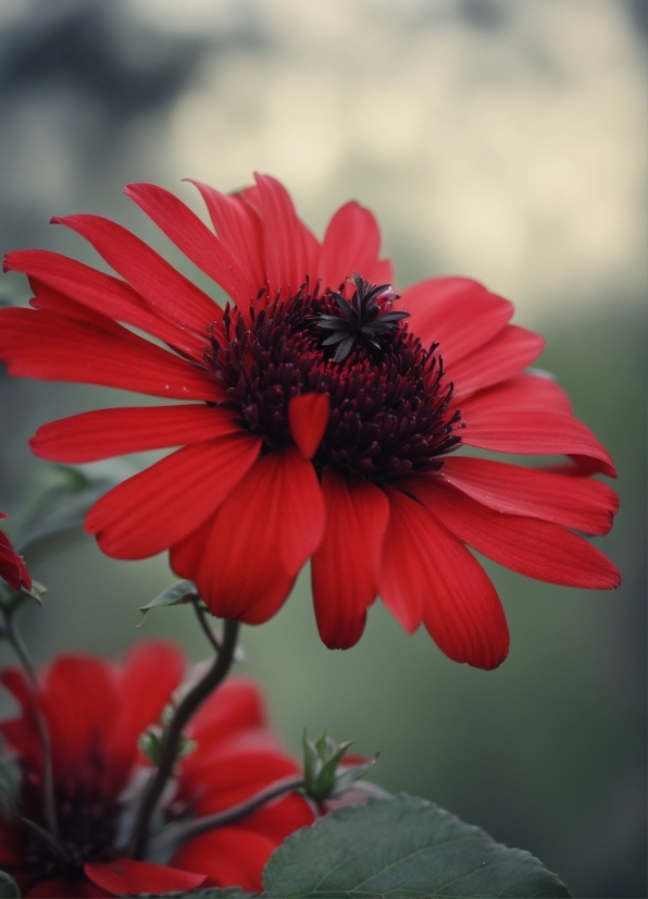 Flower, Plant, Petal, Flowering Plant, Annual Plant, Magenta