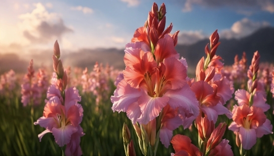 Flower, Cloud, Plant, Sky, Petal, Natural Environment