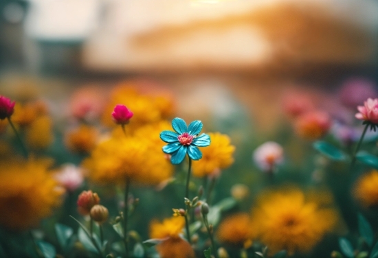 Flower, Plant, Sky, Petal, Natural Landscape, Landscape