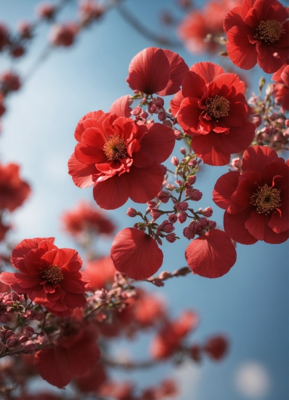 Flower, Plant, Sky, Petal, Branch, Twig