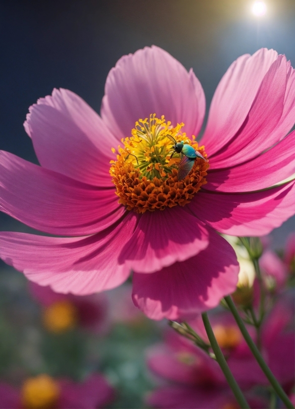 Flower, Plant, Petal, Pink, Magenta, Flowering Plant