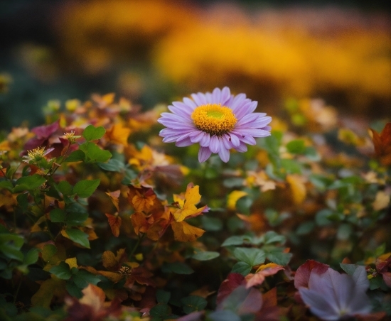 Flower, Plant, Sky, Petal, Vegetation, Natural Landscape