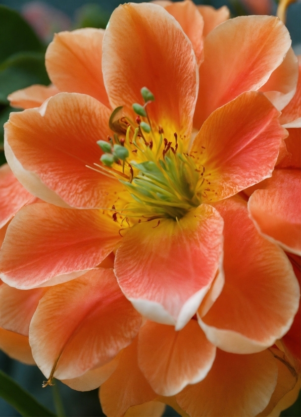 Flower, Plant, Petal, Botany, Orange, Pink