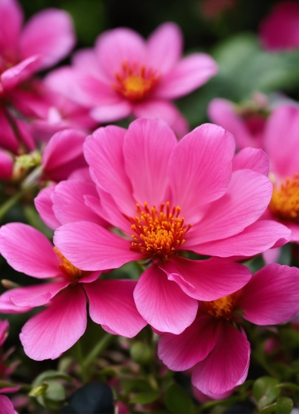 Flower, Plant, Petal, Pink, Groundcover, Flowering Plant