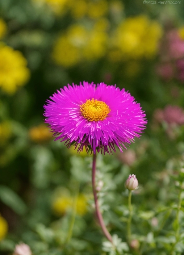 Flower, Plant, Petal, Grass, Herbaceous Plant, Magenta