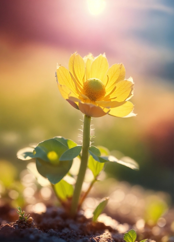 Flower, Plant, Petal, Sky, Sunlight, Herbaceous Plant