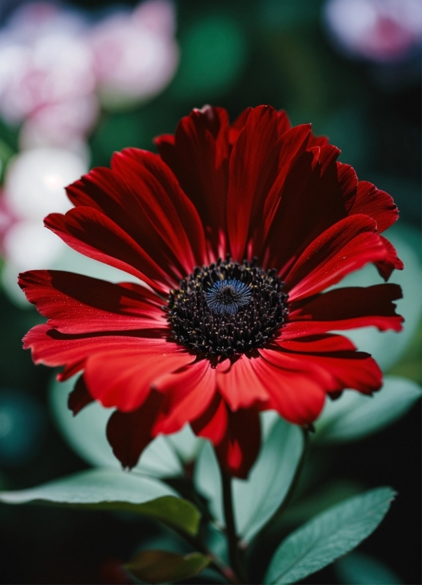 Plant, Flower, Petal, Annual Plant, Flowering Plant, Magenta