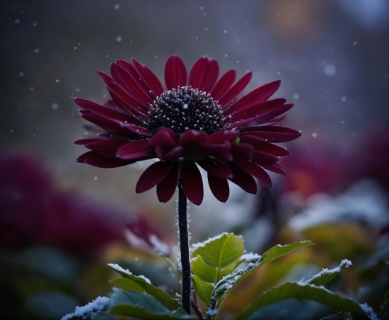 Flower, Plant, Petal, Water, Purple, Herbaceous Plant