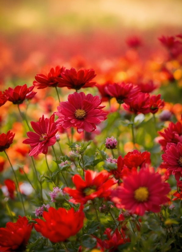 Flower, Plant, Petal, Blanket Flowers, Botany, Natural Landscape