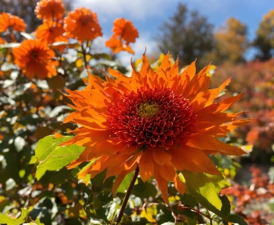 Flower, Plant, Sky, Petal, Botany, Sunlight