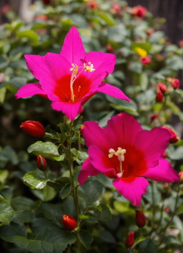 Flower, Plant, Petal, Terrestrial Plant, Groundcover, Flowering Plant