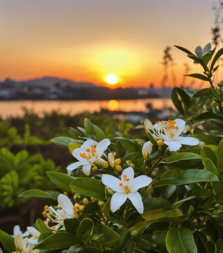 Flower, Sky, Plant, Daytime, Light, Petal