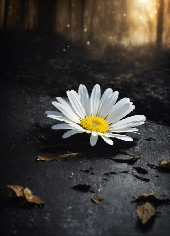 Flower, Plant, Petal, Wood, Sunlight, Grey