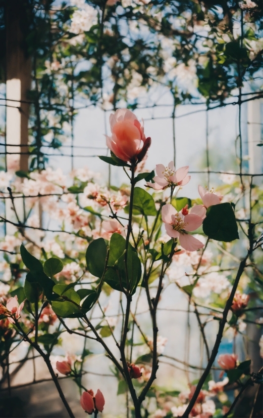 Flower, Plant, Petal, Window, Branch, Botany