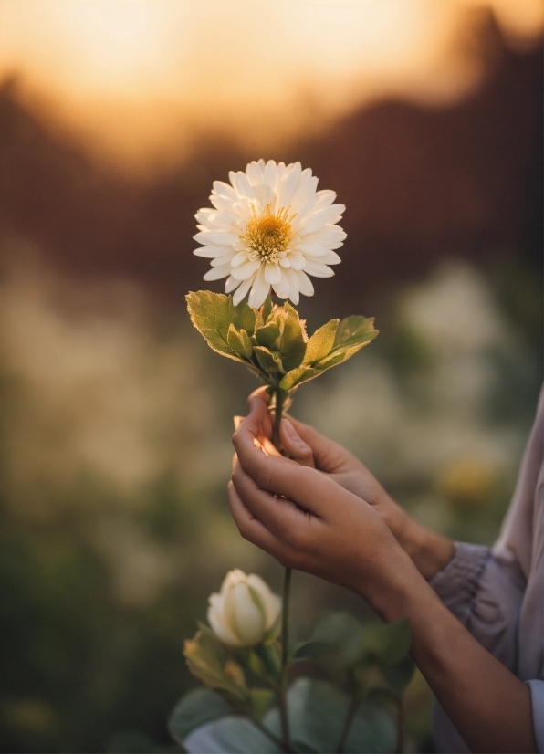 Flower, Plant, Petal, People In Nature, Sky, Sunlight