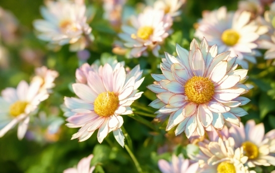 Flower, Plant, White, Petal, Groundcover, Grass