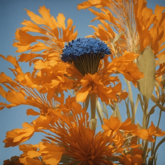 Flower, Plant, Sky, Petal, Flowering Plant, Annual Plant