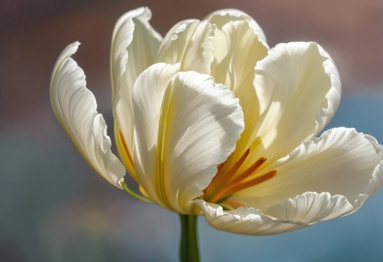 Flower, Plant, Petal, Pedicel, Flowering Plant, Close-up