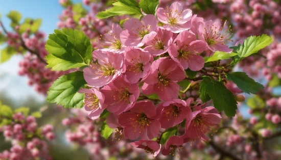 Flower, Plant, Petal, Branch, Twig, Vegetation