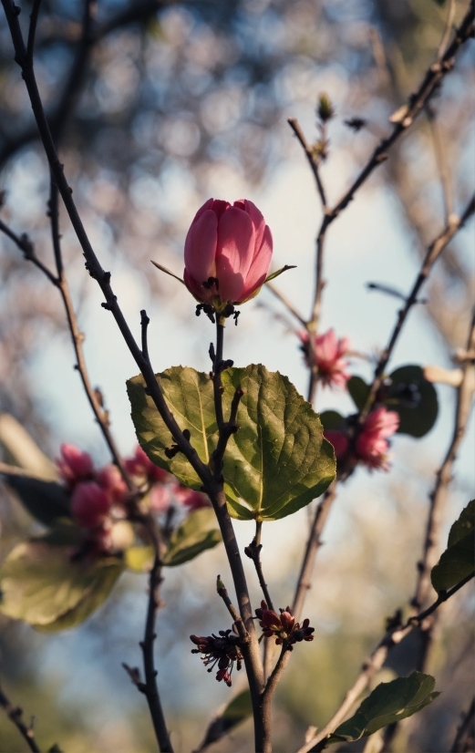 Flower, Plant, Petal, Twig, Cloud, Branch