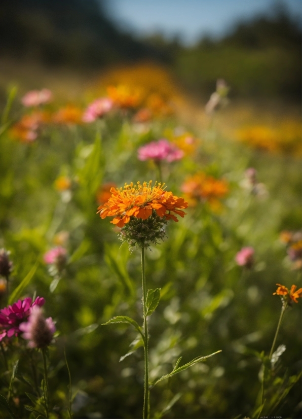 Flower, Plant, Ecoregion, Sky, Petal, Vegetation