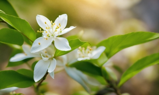 Flower, Plant, Petal, Terrestrial Plant, Flowering Plant, Twig