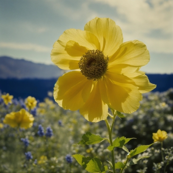 Flower, Sky, Plant, Cloud, Ecoregion, Petal