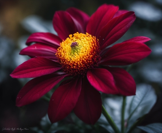 Plant, Flower, Botany, Petal, Flash Photography, Magenta