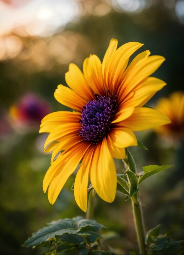 Flower, Plant, Sky, Petal, Herbaceous Plant, Grass