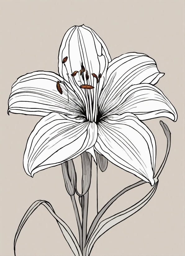 Flower, Plant, Petal, Botany, Art, Line