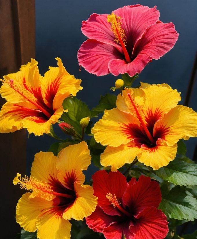 Flower, Plant, Photograph, Light, Petal, Green